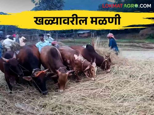 Traditional threshing disappear.. How to do threshing on on floor by traditional method | पारंपरिक मळणीसाठीचे खळे कुठे दिसेनासे झालीत.. कशी केली जायची खळ्यावर मळणी