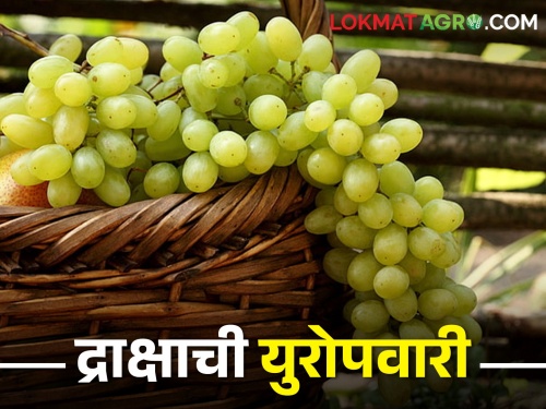 The village of Khanapur on the Ghats earns crores of rupees through export of grapes | घाटमाथ्यावरील खानापूर गाव द्राक्ष निर्यातीतून करतंय कोट्यांची उलाढाल