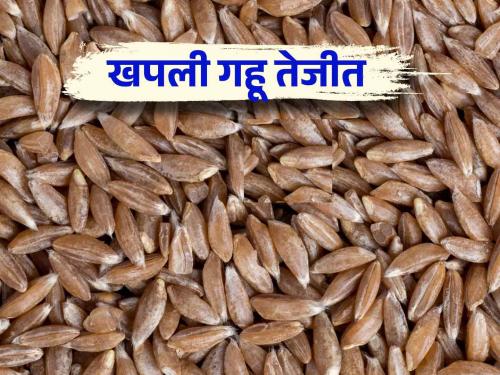 Gahu Bajar Bhav : This farmer's khapali wheat fetched the highest price in Supe sub market of Baramati Read more | Gahu Bajar Bhav : बारामतीच्या सुपे उपबाजारात या शेतकऱ्याच्या खपली गव्हाला मिळाला सर्वाधिक दर.. वाचा सविस्तर