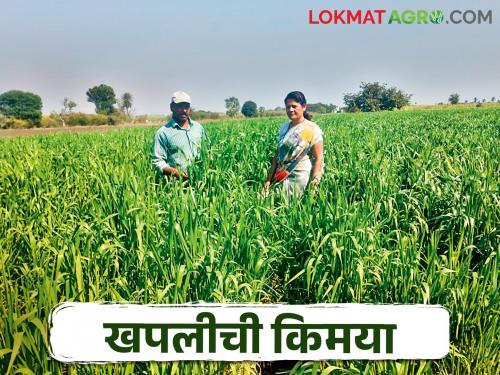 Prashant cultivated this healthy wheat; Integration of processing and marketing | प्रशांत यांनी या आरोग्यदायी गव्हाची केली लागवड; प्रक्रिया आणि मार्केटींगची घातली सांगड