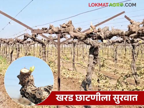 Draksh Chatani : April pruning of grapes start in Sangli area; How much is the cost per acre for pruning? | Draksh Chatani : सांगली भागात द्राक्षाच्या खरड छाटणीला सुरवात; एकरी किती येतोय खर्च?