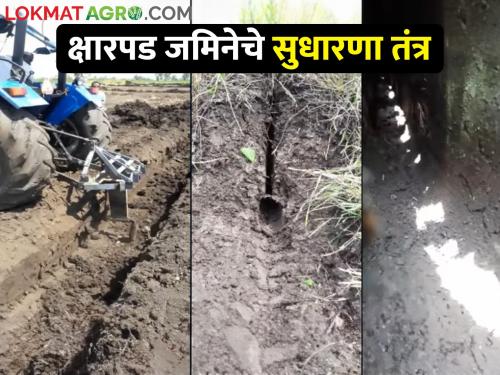 Underground Perforated Pipe and Mole Drainage Technology for Reclamation of Saline Soil | एकरी जास्त टन ऊस घ्यायचाय? मग क्षारपड जमिनीवर तातडीने हा उपाय कराच