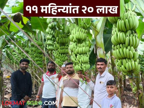 Farmer Success Story : Khare brothers farming, banana production worth Rs 20 lakhs from one and a half acres | Farmer Success Story : खारे बंधूंची किमया, दीड एकरातून घेतले २० लाखांच्या केळीचे उत्पादन