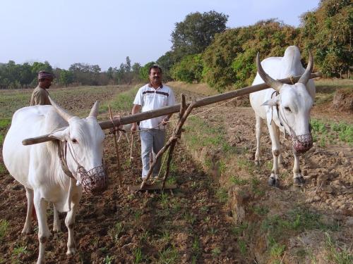 how to manage kharip sowing and farming in late monsoon | आता उशिराच्या पावसाची काळजी नको, असे करा पेरणीचे नियोजन