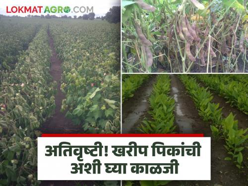 latest news Kharif Crop Management: Farmers! 'Come' and plan for Kharif crops after heavy rains; Read expert advice | Kharif Crop Management : शेतकऱ्यांनो! अतिवृष्टीनंतर खरीप पिकांसाठी 'या' करा उपायायोजना; वाचा तज्ज्ञांचा सल्ला