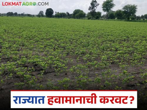 latest news Kharif Crop: 207 talukas in the state are in drought crisis; Farmers' life-threatening battle | Kharif Crop : राज्यातील २०७ तालुके कोरड्या संकटात; शेतकऱ्यांची जीवघेणी लढाई