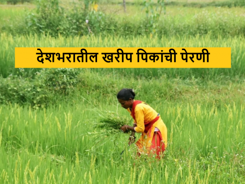 Latest News Agriculture News Sowing statistics of kharif season crops from agriculture Department | Agriculture News : देशभरात कोणत्या पिकाची किती लागवड? कुठल्या पिकाची सर्वाधिक लागवड? वाचा सविस्तर 