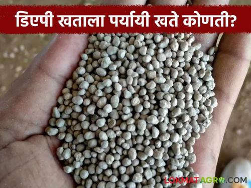 Farmers, if you don't get DAP fertilizer for Kharif, don't worry; use these alternative fertilizers | शेतकऱ्यांनो खरिपासाठी डिएपी खत मिळालं नाही तर चिंता करू नका; वापरा ही पर्यायी खते
