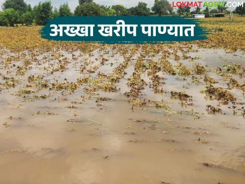 Crops on 52 lakh hectares of Kharif season in the state were submerged; Where is the maximum loss? | राज्यात खरीप हंगामातील ५२ लाख हेक्टरवरील पिके गेली पाण्यात; सर्वाधिक नुकसान कुठे?