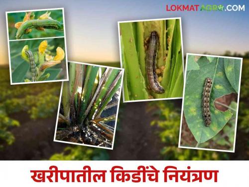 what is the solution for prevent the pest in soybean, tur, maize crops timely | सोयाबीन, तूर, मका पिकांवर या किडींचा धोका त्यांना वेळीच रोका