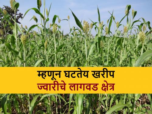 Khaif Jowar: why Kharif Sorghum sowing decreased in Washim | Kharif Jowar: वाशिम जिल्ह्यात खरीप ज्वारीचे क्षेत्र का घटले?