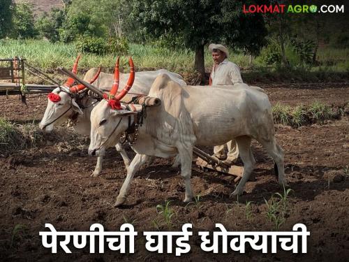 Kharif Perani : early crop sowing can be dangerous; it can lead to the problem of double sowing | Kharif Perani : पेरणीची घाई ठरू शकते धोक्याची; ओढवू शकते दुबार पेरणीचे संकट