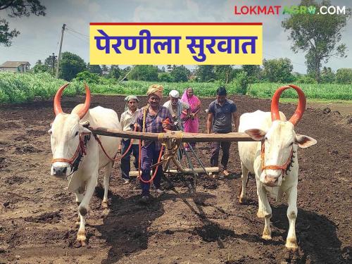 Kharif sowing begins in Solapur district; Which crop do farmers prefer? | सोलापूर जिल्ह्यात खरीप पेरणीला सुरवात; कोणत्या पिकाला शेतकऱ्यांची पसंती?