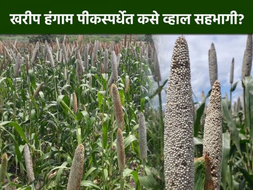 Participate in the crop competition within the deadline | अंतिम मुदतीच्या आत घ्या पीक स्पर्धेत सहभाग