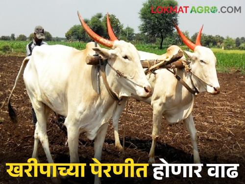 This year, the Kharif sowing area of Solapur is over four lakhs; which crop is maximum sowing area | यंदा सोलापूरचे खरीप पेरणी क्षेत्र पावणेचार लाखांवर; कोणत्या पिकाचा पेरा वाढणार