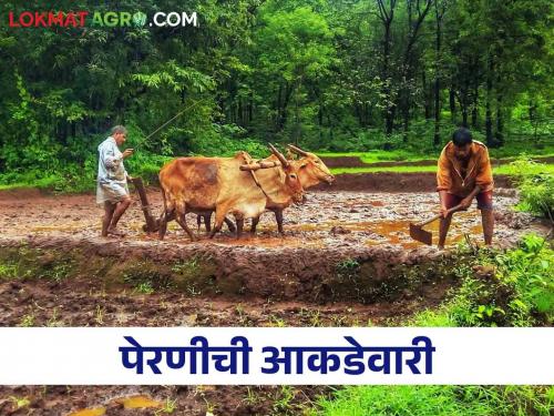 Kharif Sowing: only 12 percent of sowing in the state, how much sowing was done in the state? | Kharif Sowing राज्यात पेरण्या केवळ १२ टक्केच, कुठे झाली किती पेरणी?