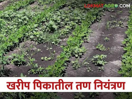 Do not neglect weed control in kharif crops otherwise the yield will not be achieved | खरीप पिकांतील तण नियंत्रणास करू नका दुर्लक्ष; अन्यथा साधणार नाही उत्पादनाचे लक्ष