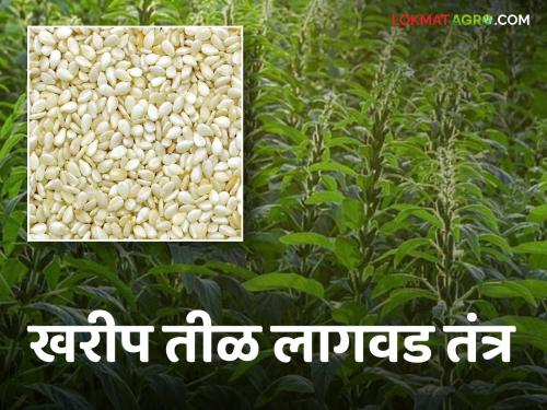 Sesame Cultivation Technology in Kharif with More Guaranteed Yield | Til Sowing उत्पन्नाची अधिक हमी असलेले खरीपातील तीळ लागवड तंत्रज्ञान