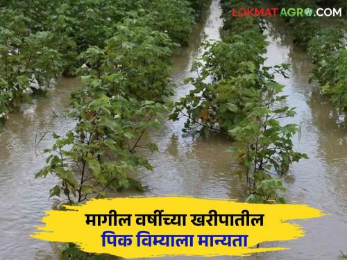 Kharif Pik Vima : Last year's kharif compensation will be directly credited to farmers' accounts within three days | Kharif Pik Vima : गेल्या वर्षीची खरीपातील नुकसानभरपाई तीन दिवसांत थेट शेतकऱ्यांच्या खात्यात जमा होणार