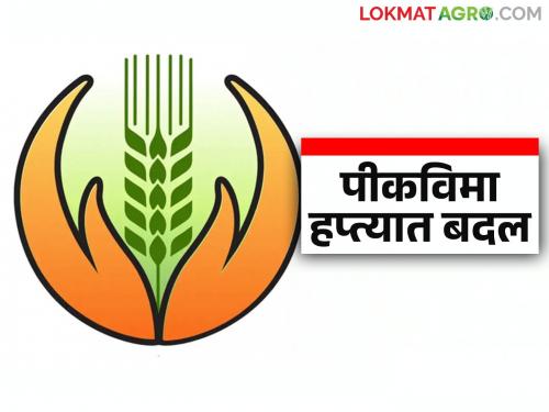 Pik Vima Hapta : Farmers will have to pay more money for crop insurance premium this year; Read in detail | Pik Vima Hapta : यंदा पीकविमा हप्त्यासाठी शेतकऱ्यांना मोजावे लागणार जास्तीचे पैसे; वाचा सविस्तर
