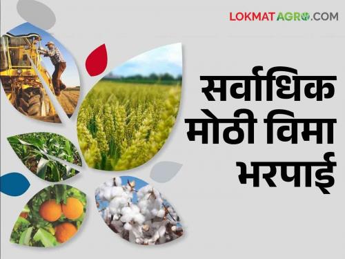 Pikvima: 138 crores of crop insurance to the bank account of three and a half lakh farmers in this district | Pikvima: या जिल्ह्यात सव्वातीन लाख शेतकऱ्यांना पीकविम्याची १३८ कोटी बँक खात्यावर