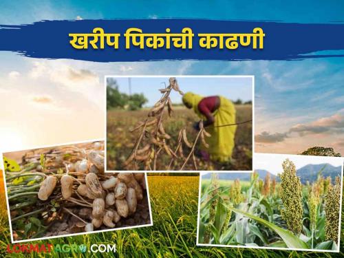 Latest News Kharif Crops When to harvest Kharif crops such as Soybean, Sorghum, Rice see details | Kharif Crops :सोयाबीन, ज्वारी, मका, भात या खरीप पिकांची काढणी कधी करावी? वाचा सविस्तर