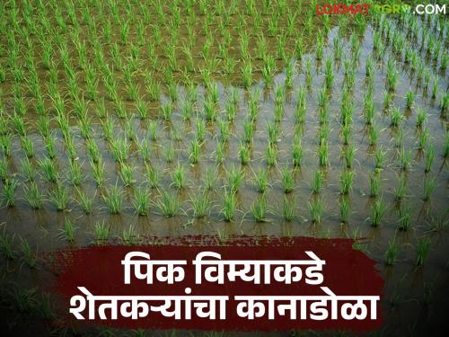 Pik Vima Update : Farmers demand for kharif crop insurance is less this year; Which department has the most applications? | Pik Vima Update : यंदा खरीप पिक विम्याकडे शेतकऱ्यांचा ओढा कमी; कोणत्या विभागातून सर्वाधिक अर्ज?