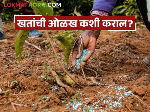 latest news Banavat Khate How to identify fake urea and DAP fertilizer Read in detail | बनावट किंवा खरे युरिया आणि डीएपी खत कसे ओळखायचे? वाचा सविस्तर 