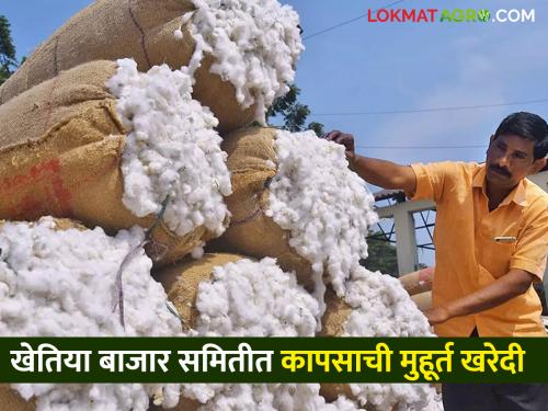 Cotton Market Rate: Purchase of 120 quintals of cotton on the first day of Muhurta in Khetiya Bazaar Committee; Read what rates are available | Cotton Market Rate : खेतिया बाजार समितीत मुहूर्ताला पहिल्या दिवशी १२० क्विंटल कापूस खरेदी; वाचा काय मिळतोय दर