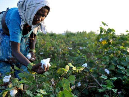 Insurance company's refusal to pay advance for cotton, prepared only for maize, soybeans | कापसाची अग्रिम देण्यास विमा कंपनीचा नकार, मका, सोयाबीनसाठीच दर्शविली तयारी