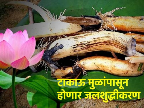 Water can be purified from banana, lotus roots! | केळी, कमळाच्या मुळांपासून करता येणार पाण्याचे शुद्धीकरण!