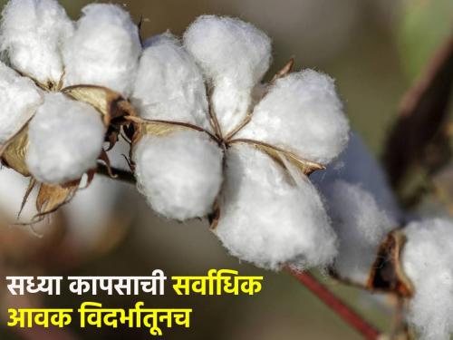 In the Deulgaon Raja Bazar Committee, the highest price for cotton today, in the rest of the Bazar Committee in the morning session... | देऊळगाव राजा बाजार समितीत कापसाला आज सर्वाधिक दर, उर्वरित बाजार समितीमध्ये सकाळच्या सत्रात...