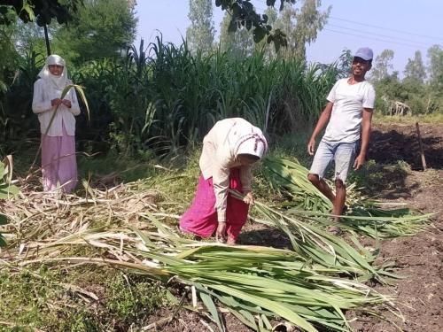 cutting speed; Along with the sugarcane workers, the sugarcane cutters of the factories also started working | तोडणीला वेग; ऊसतोड मजुरांसह कारखान्यांचे ऊस तोडणी यंत्रही लागले कामाला