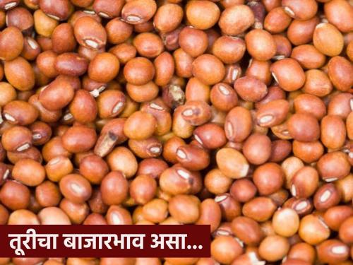 5 thousand 239 turi inflow in the afternoon session, how are the farmers getting the price per quintal? | दुपारच्या सत्रात ५ हजार २३९ तुरीची आवक,जाणून घ्या मार्केट अपडेट