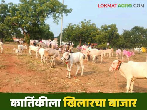 Khilar Bail Bajar : More than seven hundred Khilar bullock and bull entered in Kartiki Bullock Market | Khilar Bail Bajar : कार्तिकी जनावर बाजारात सातशेहून अधिक खिलार खोंड अन् बैल दाखल