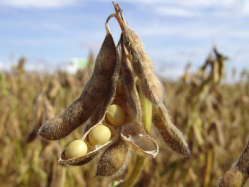 On the eve of Diwali, sowing of soybeans is over four and a half thousand | दिवाळीच्या तोंडावर सोयाबीनची बोळवण साडेचार हजारांवर