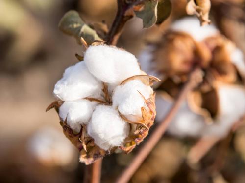 Cotton Market Today: 26 thousand 664 quintals of cotton in the state today, what is the price? | cotton Market Today: आज राज्यात २६ हजार ६६४ क्विंटल कापसाची आवक, काय मिळाला भाव?