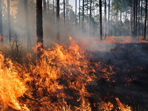 Fear of an increase in fire incidents! There is no trap line in the forest | आगीच्या घटनांत वाढ होण्याची भीती ! जंगलात जाळ रेषा तयार केलीच नाही