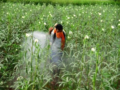 Farmers will get subsidy for crop pest control | शेतकऱ्यांना पिकांवरील कीड नियंत्रणासाठी मिळणार अनुदान