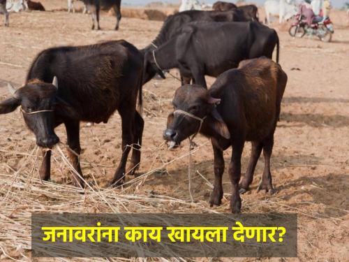 What will you feed the animals while living in the village? The issue of sugarcane workers | गावात राहून जनावरांना काय खाऊ घालणार? ऊसतोड मजुरांचा प्रश्न