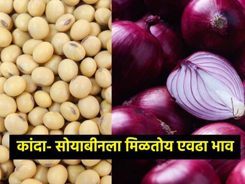 Market Yard: What are the prices of onion, soybeans in this morning session? | Market Yard: आज सकाळच्या सत्रात कांदा, सोयाबीनला काय मिळतोय भाव?