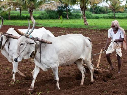 Marathwada, Vidarbha get big benefit from 'Namo Kisan Samman', 'Y' district gets most funds | मराठवाडा, विदर्भाला 'नमो किसान सन्मान'चा मोठा फायदा, 'या' जिल्ह्याला सर्वाधिक निधी