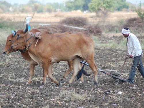 Dry weather in Marathwada, how to protect rabi crops, orchards? | मराठवाड्यात हवामान कोरडे, रब्बी पिकांना, फळबागांना कसे जपाल?