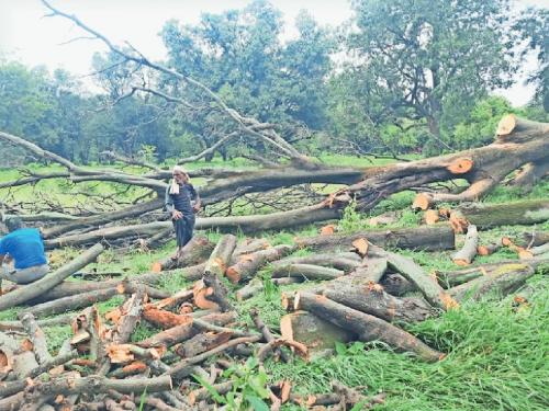 Ax on 50 lakh trees in the farm for need of land for more crops! | अधिक पिकांसाठी जमीन हवी म्हणून शेतातील ५० लाख झाडांवर कुऱ्हाड !