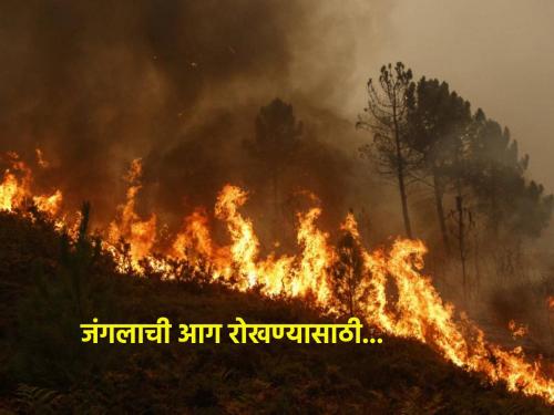 Forest department alert to prevent forest fire! What measures are being taken? | जंगलातील आग रोखण्यासाठी वन विभाग अलर्ट! काय उपाय योजण्यात येताहेत?