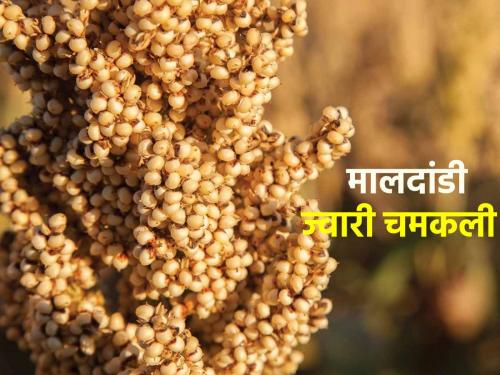 In Pune and Dharashiv, Solapur, Maldandi sorghum is getting good price, per quintal.. | पुण्यासह धाराशिव, सोलापुरात मालदांडी ज्वारीला मिळतोय चांगला भाव, क्विंटलमागे मिळतायत..