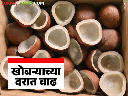 Copra Market : Copra production declines due to climate change; prices increase sharply | Copra Market : वातावरणातील बदलामुळे खोबरा उत्पादनात घट; दरात झाली मोठी वाढ