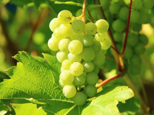 Want to export grapes? This is the last date to register gardens | द्राक्षनिर्यात करायची आहे? बागांची नोंदणी करण्यासाठी ही शेवटची तारीख