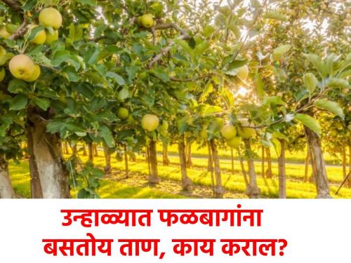 Is your orchard also five to ten years old? If water is not available in the future... | तुमचीही फळबाग पाच ते दहा वर्ष जूनी आहे का? पुढील काळात पाणी उपलब्ध न झाल्यास...