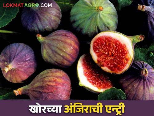 Khatta Mittha bahar season of figs start in khor village rush to buy in market | खोरमधील अंजिराच्या खट्टा मिठ्ठा बहार हंगामास सुरुवात खरेदीसाठी गर्दी